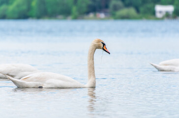 Graceful white Swan swimming in the lake, swans in the wild. Portrait of a white swan swimming on a lake.