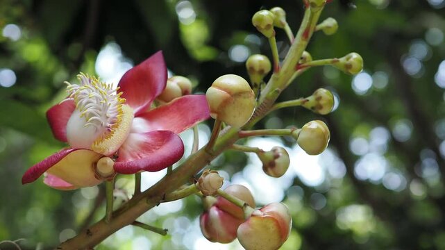 ◆sala tree◆ Shorea Robusta Known Sal Shala Tree Stock Photo 270578222