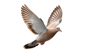 Obraz premium White dove in flight with open wings isolated on transparent background