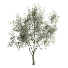 Fototapeta premium A solitary eucalyptus tree with shimmering silvery foliage against an infinite void, a symbol of resilience and serenity