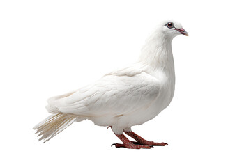 Obraz premium White dove standing in profile isolated on transparent background