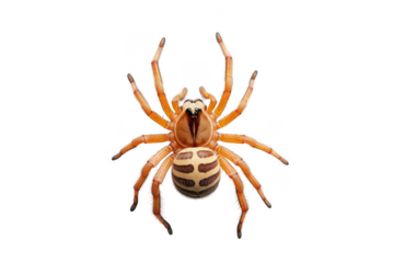 Close up spider with markings on transparent background