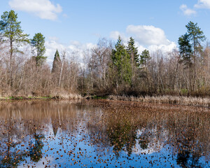 Obraz premium views of wildlife and a magical lake on a sunny day. Ecology of pure nature city park