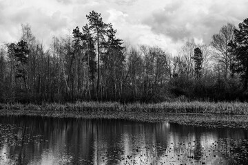 views of wildlife and a magical lake on a sunny day. Ecology of pure nature city park black and white