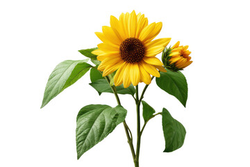 Fototapeta premium Sunflower with green leaves and bud isolated on transparent background