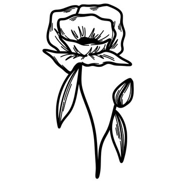 recommend clip art: Poppy flower doodle line art