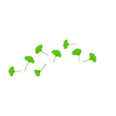 Obraz premium Flying ginkgo leaves vector illustration