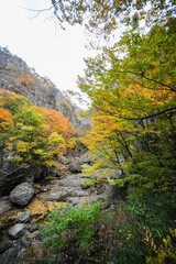 다채로운 색의 단풍과 그 밑에 흐르는 계곡물.
