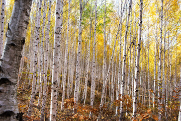 가을 분위기의 잎이 노란 자작나무.