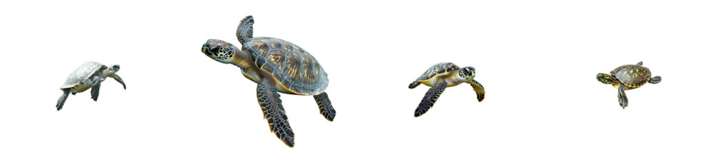 Fototapeta premium Sea turtle composition, four specimens swimming, isolated, cut out transparent