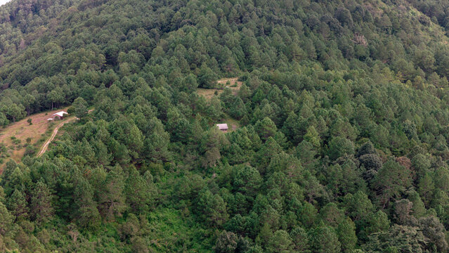 Bosque de encino rodeando casa de madera antigua entre pinos portiguillos  y coniferas, fotografia aerea de bosque en Oaxaca M&eacute;xico sierra madre del sur sierra mixteca 