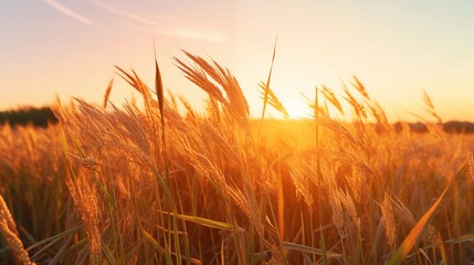 Paddy field landscape