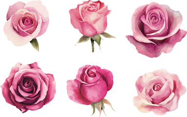 watercolor pink roses flowers clipart