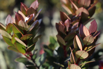 Macro Shot of Exotic Red Blooms in Sunlight