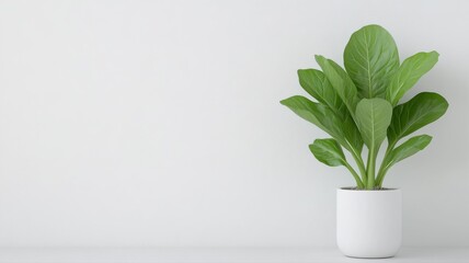 Peace Lily in White Pot pot peace lily plant indoor plant houseplant white pot home decor minimal