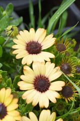 Yellow flowers Osteospermum ecklonis African Daisy Cape Marguerite, Yellow Cape Marguerite Daisy flower closeup, a floral display of Yellow Cape Marguerite Daisy flowers with purple Capitulum, closeup