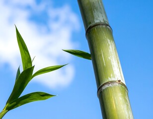 Fototapeta premium Green Bamboo Stalks and Leaves Against a Blue Sky