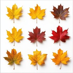 Obraz premium Autumn Maple Leaves on White Background Overhead Flat Lay Displaying Seasonal Colors and Textures for Fall Design and Decoration