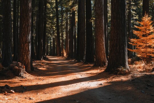 Sunny Forest Path
