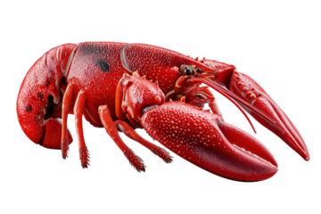 Cooked red lobster isolated on transparent background