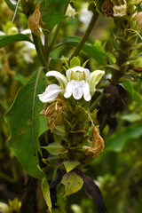 A green Plant of Justicia adhatoda vasica or malabar nut plant in selective focus and background blur, the white Justicia adhatoda blossom in spring, Chakwal, Punjab, Pakistan