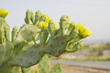 A blooming Eastern Prickly Pear Cactus (Opuntia humifusa) devil's-tongue, Indian fig, wild plant blooming in spring closeup shot, Beautiful yellow flower of Eastern Prickly Pear, cactus flower closeup