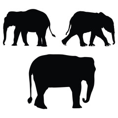 Fototapeta premium Elephant silhouette, Elephant vector, Elephant illustration, silhouette, set icon, silhouette, Elephant