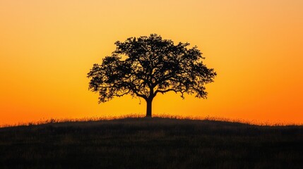 Obraz premium Solitary tree silhouette at golden hour.