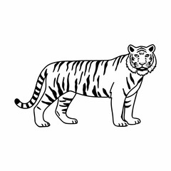 Fototapeta premium Fierce Tiger Vector Illustration – Wild Jungle Animal Clip art in Bold Artistic Style.