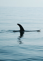 Fototapeta premium Surfboard fin in calm water