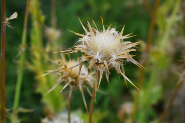 Pink milk thistle flower on green background, Field with Silybum marianum (Milk Thistle) , Medical plants.Blessed milk thistle pink flowersin field. Silybum marianum herbal remedy plant. Banner.