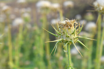 Pink milk thistle flower on green background, Field with Silybum marianum (Milk Thistle) , Medical...