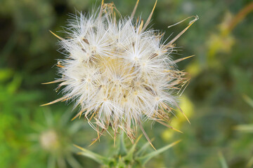Pink milk thistle flower on green background, Field with Silybum marianum (Milk Thistle) , Medical...