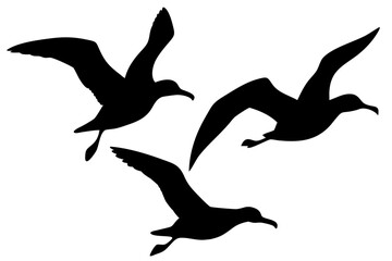 Obraz premium Albatross vector silhouette