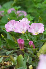 Fototapeta premium Field bindweed or Convolvulus arvensis or European bindweed or Creeping Jenny with open flowers surrounded with dense green leaves, closeup of Field bindweed flower
