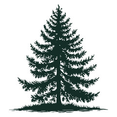 Pine tree vector illustration design element