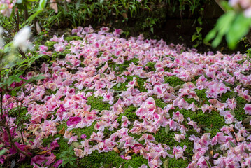 鎌倉2505　浄智寺13　ツツジ