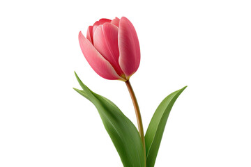 Naklejka premium Single pink tulip flower with green leaves isolated on transparent background
