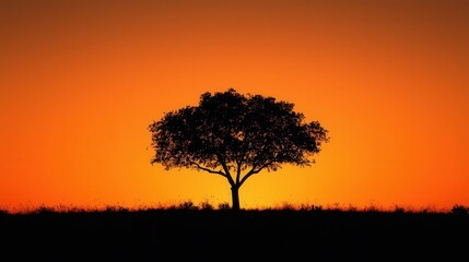 Fototapeta premium Solitary tree silhouette against a vibrant orange sunset sky.