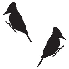 woodpecker silhouette, woodpecker illustration, silhouette, woodpecker vector, Set icon, silhouette, woodpecker