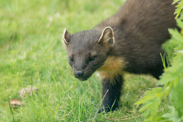 Pine Marten
