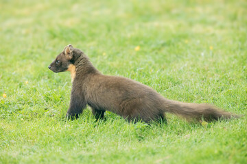 Fototapeta premium Pine Marten