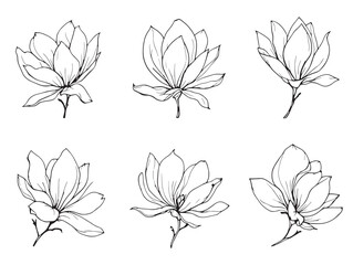 Detailed Blooming Magnolia Drawing Line Art for Artistic and Creative Use © MD Eamon Shikder