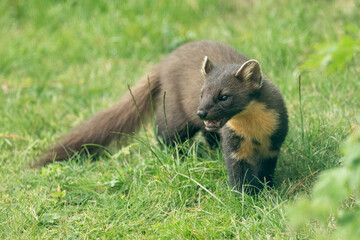 Pine Marten (Martes, martes)