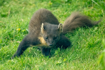 Pine Marten