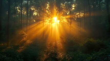 sun shining through the forest