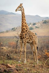 giraffe in the savannah