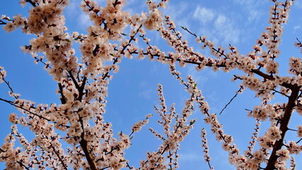 Beautiful and cute pink Kawazu Zakura (cherry blossom) against blue sky, wallpaper background. Tokyo, Japan