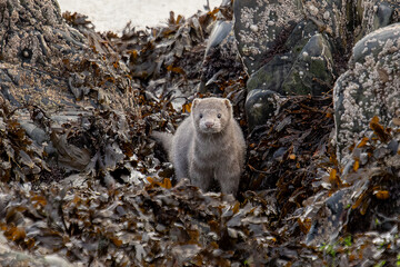 American Mink (Neovison vison)