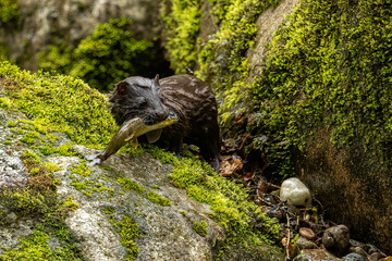 American Mink (Neovison vison)